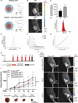 Corrigendum: Improving anti-tumor efficacy of low-dose Vincristine in rhabdomyosarcoma via the combination therapy with FOXM1 inhibitor RCM1